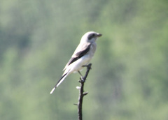Lanius borealis