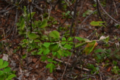 Blaesodiplosis