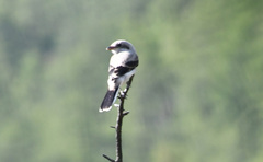 Lanius borealis