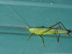 Neoconocephalus retusus