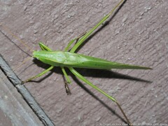Neoconocephalus retusus