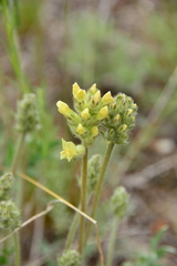 Oxytropis