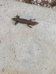 Plestiodon