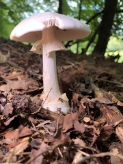 Phalloideae