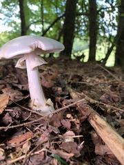 Phalloideae