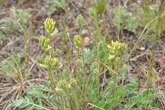 Oxytropis