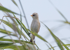 Panurus biarmicus