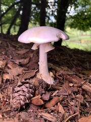 Phalloideae