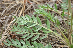 Oxytropis