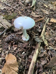 Phalloideae