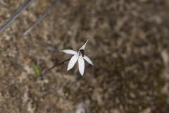 Caladenia saccharata