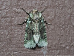 Lacinipolia explicata