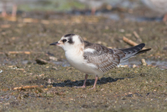 Chlidonias leucopterus