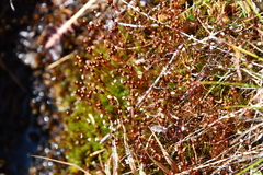 Splachnum luteum