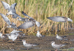 Chlidonias leucopterus