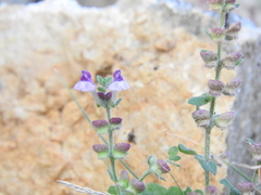Scutellaria rupestris