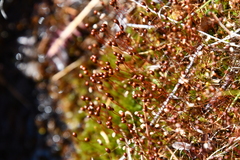 Splachnum luteum