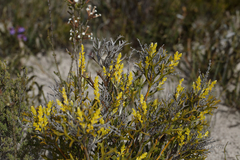 Synaphea petiolaris