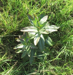 Asclepias viridis