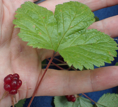 Rubus arcticus stellatus