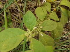 Solanum jamaicense