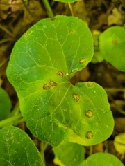 Puccinia asarina