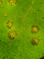 Puccinia asarina
