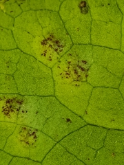 Puccinia asarina