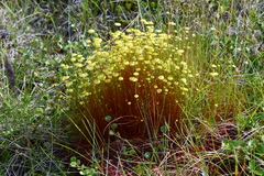 Splachnum luteum