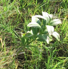 Asclepias viridis