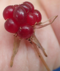 Rubus arcticus stellatus