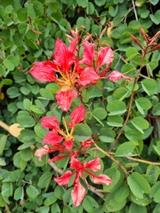 Bauhinia galpinii