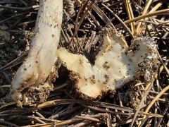 Amanita pachycolea