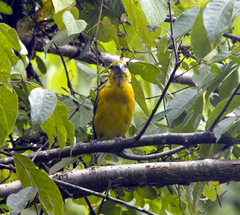 Pheucticus chrysopeplus