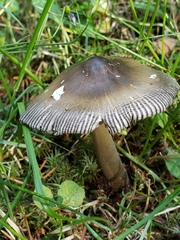 Amanita pachycolea