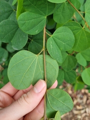 Bauhinia galpinii