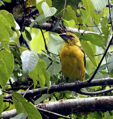 Pheucticus chrysopeplus