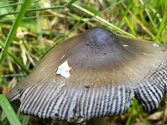 Amanita pachycolea