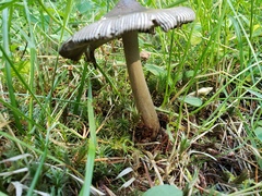 Amanita pachycolea