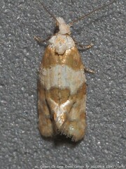 Aethes argentilimitana