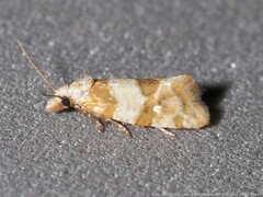 Aethes argentilimitana