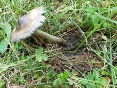 Amanita pachycolea