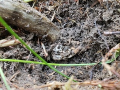 Amanita pachycolea