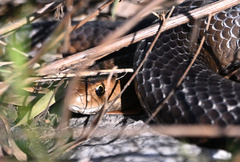 Pseudonaja textilis