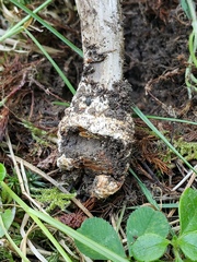 Amanita pachycolea