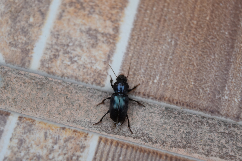 Discoderus difformipes