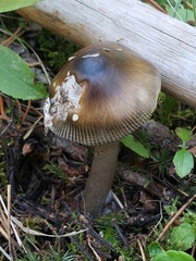 Amanita pachycolea