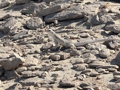 Dipsosaurus dorsalis