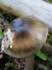 Amanita pachycolea