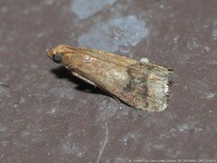 Eulogia ochrifrontella